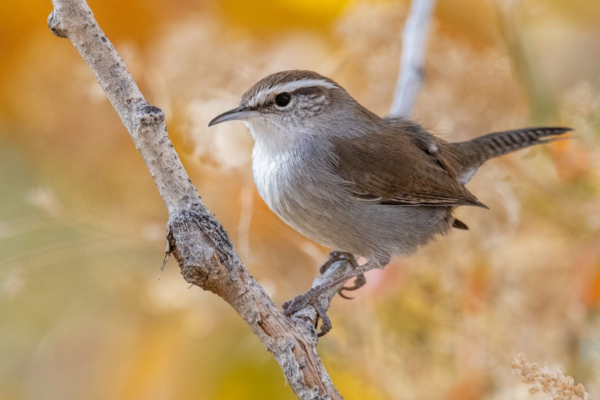 Troglodyte de Bewick - ML644865505