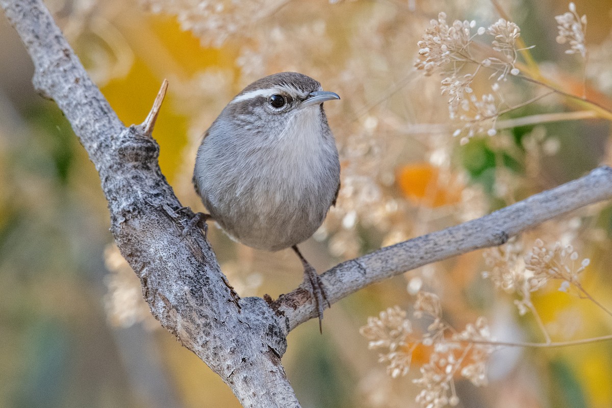 Troglodyte de Bewick - ML644865506