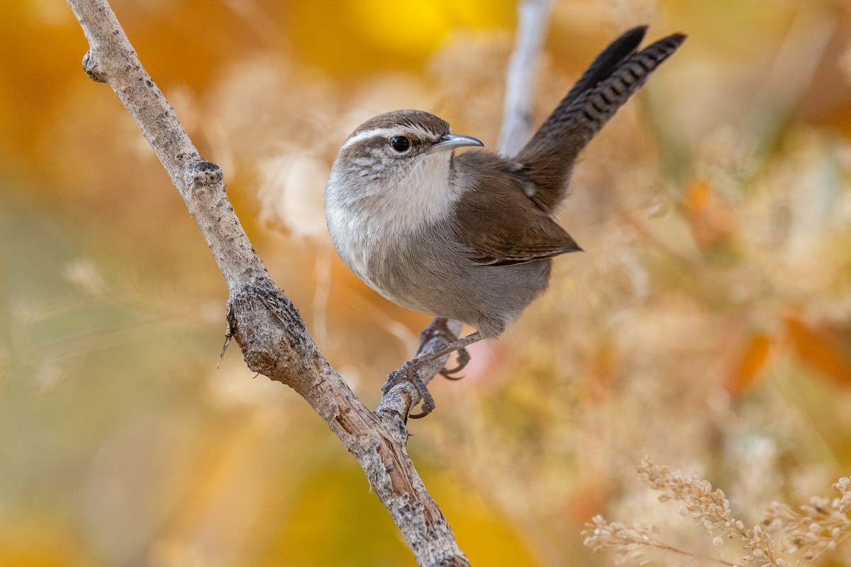 Troglodyte de Bewick - ML644865507