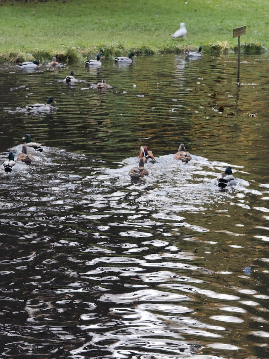 kachnička mandarínská - ML644865526