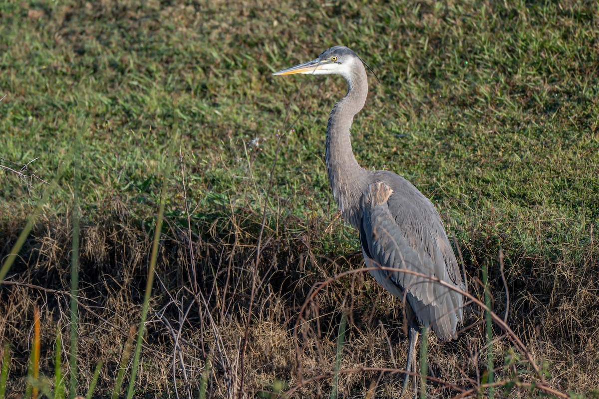 Great Blue Heron - ML644865537