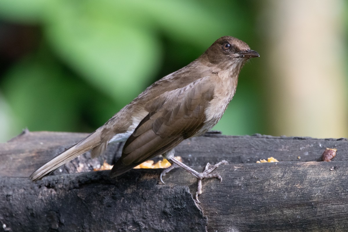 Black-billed Thrush - ML644865541