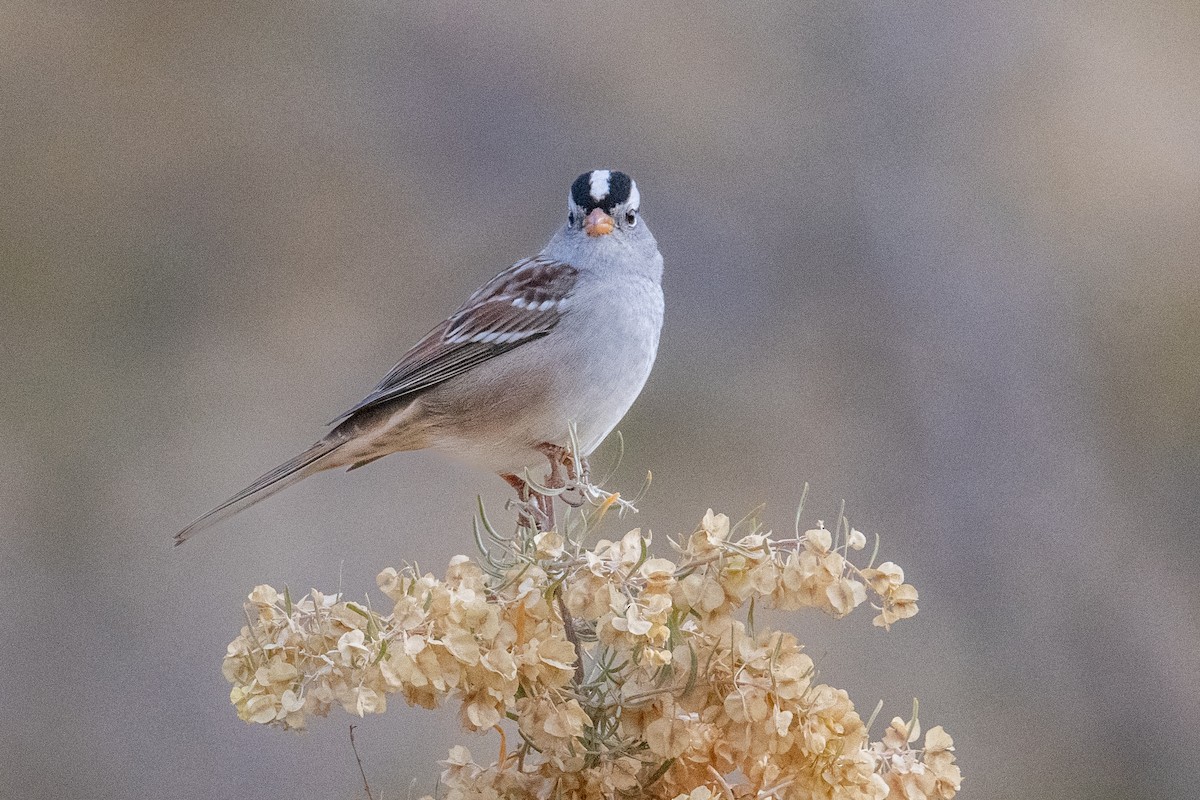 hvitkronespurv - ML644865544