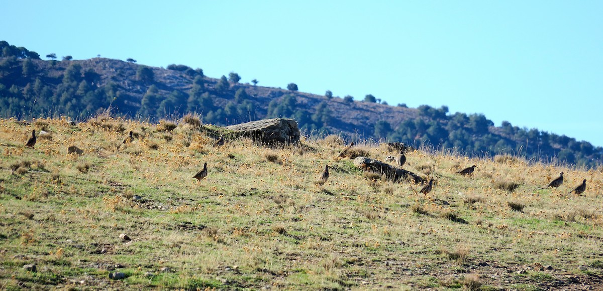 Red-legged Partridge - ML644865545