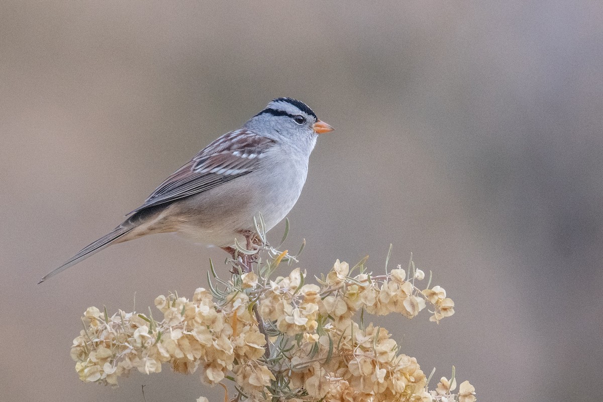 hvitkronespurv - ML644865546