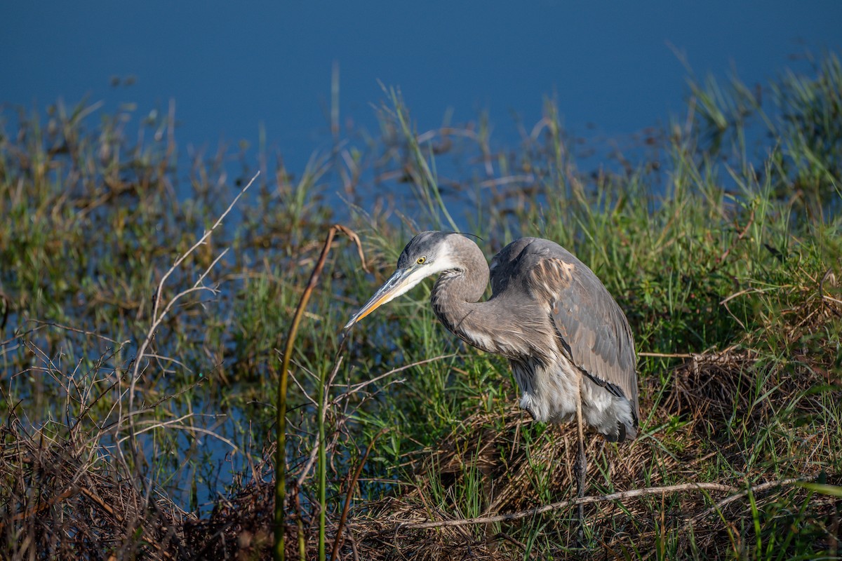 Great Blue Heron - ML644865550