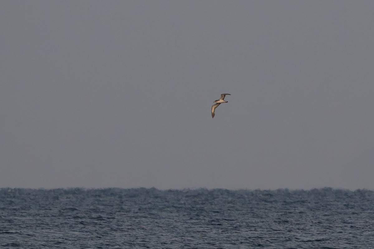 Scopoli's Shearwater - ML644865574