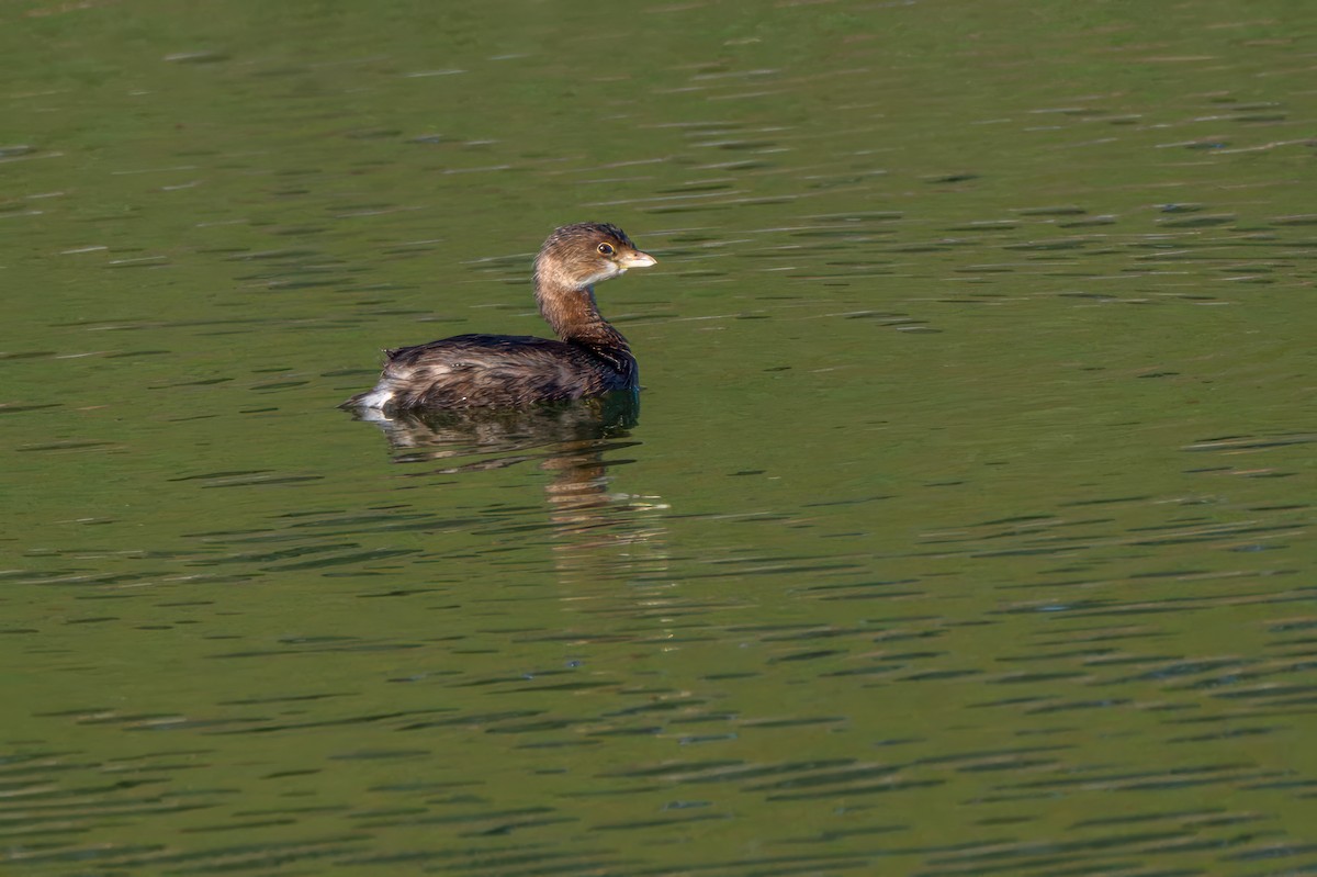 Pied-billed Grebe - ML644865576