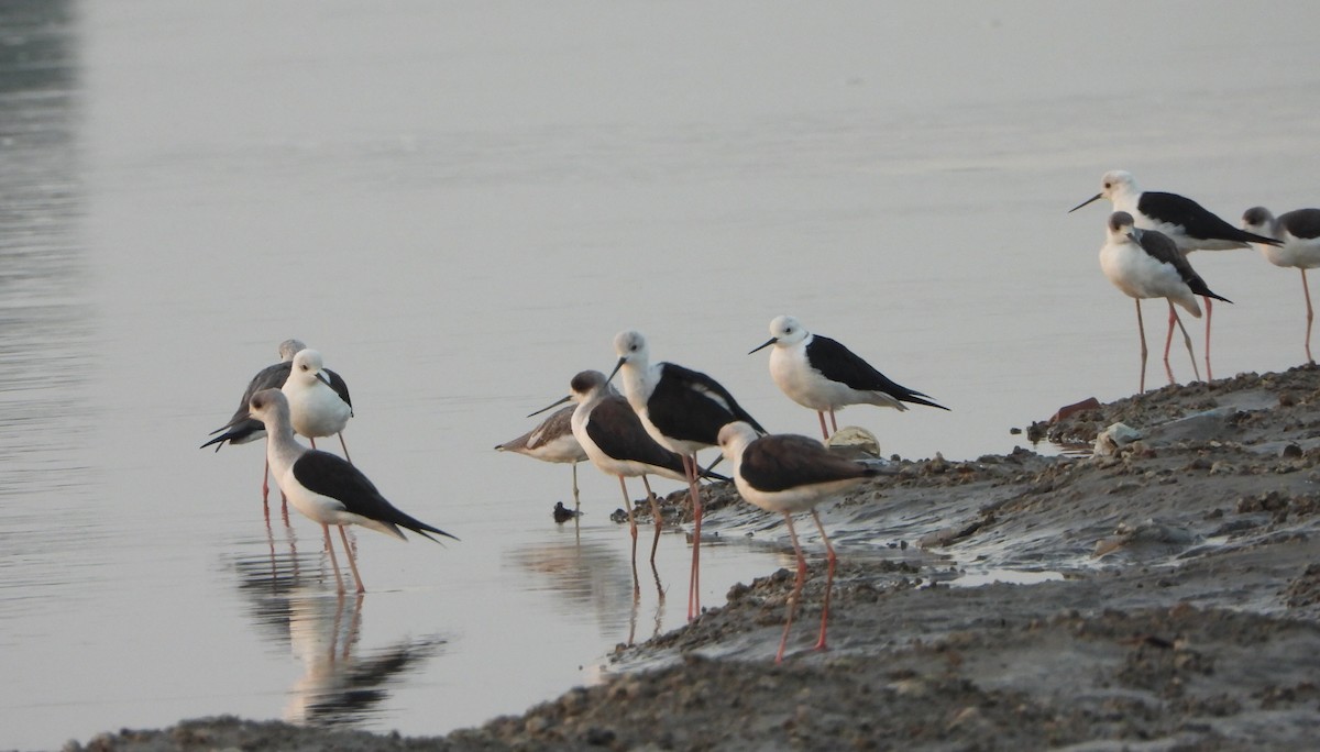 Zankaluze eurasiarra - ML644865581