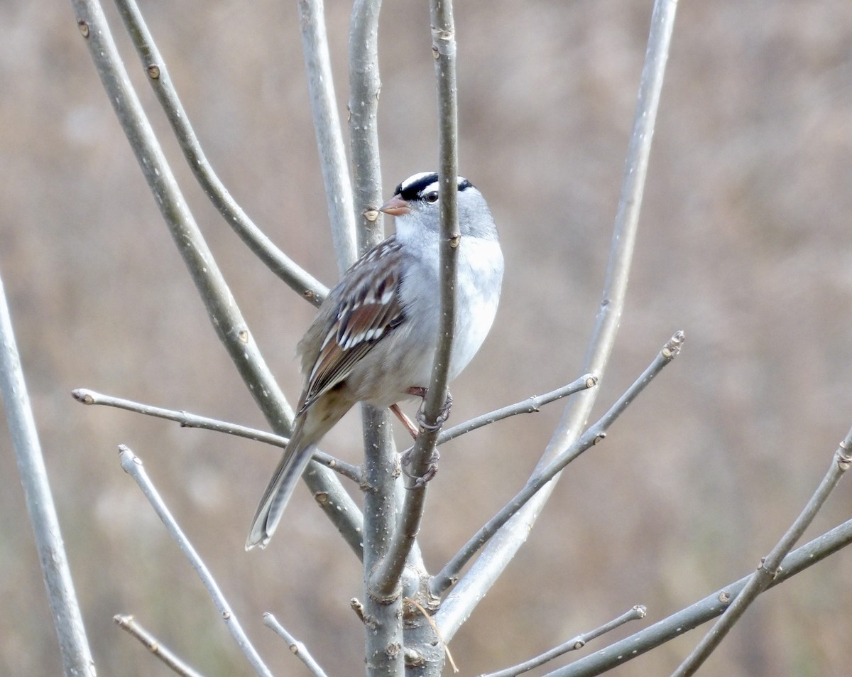 hvitkronespurv - ML644865594