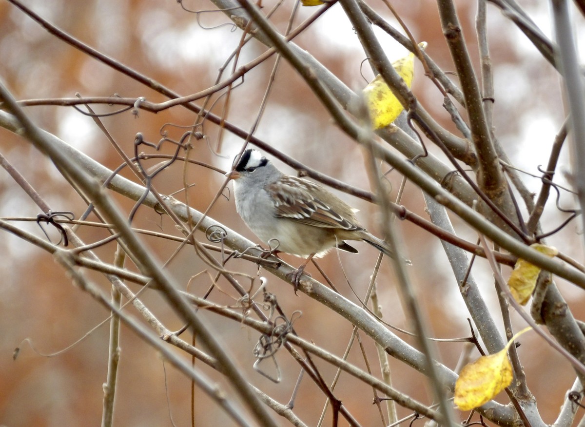 hvitkronespurv - ML644865595