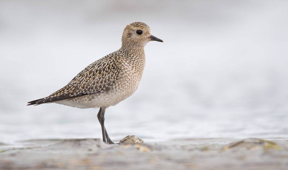 Сивка звичайна - ML644865596