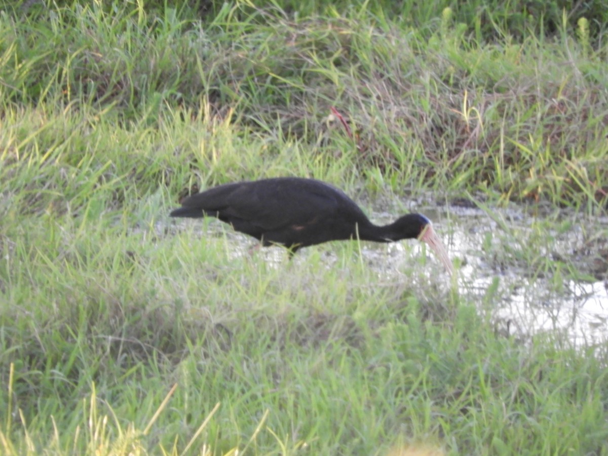 Bare-faced Ibis - ML644865626