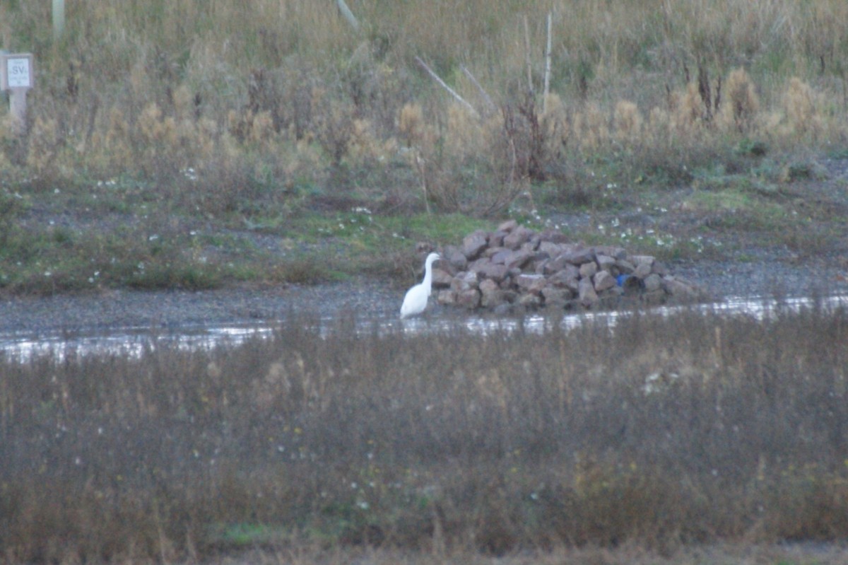 Seidenreiher - ML644865627