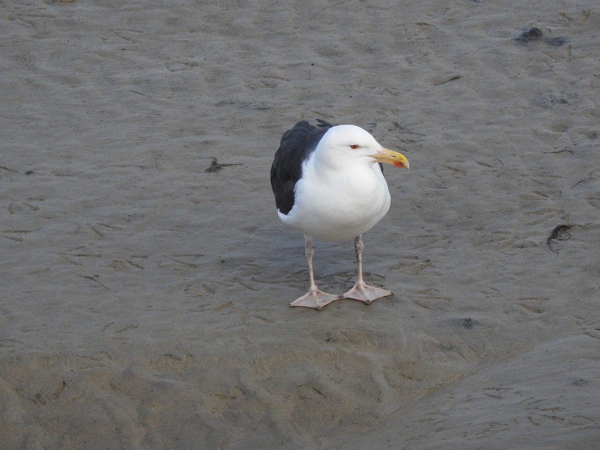 Great Black-backed Gull - ML644865636
