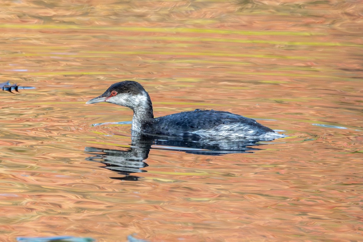 Horned Grebe - ML644865638