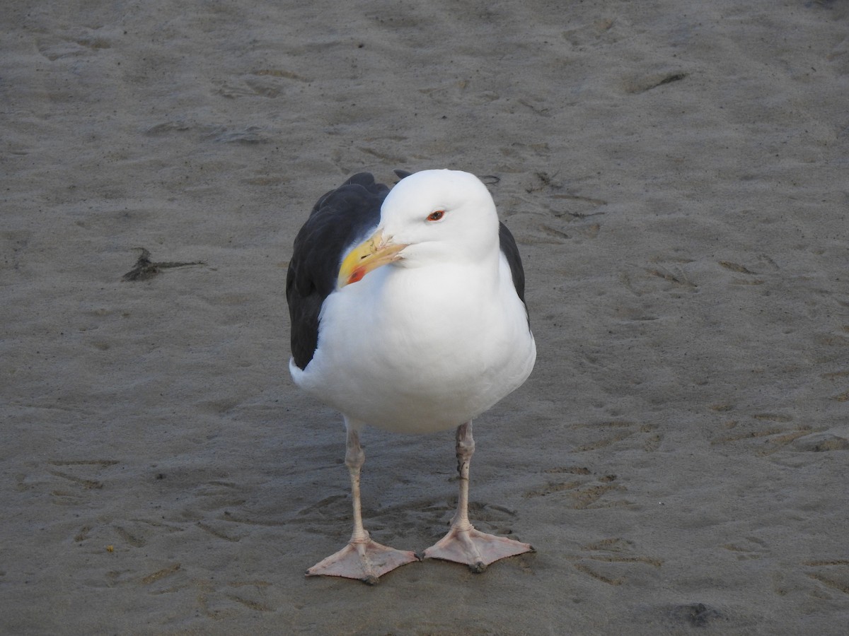 Great Black-backed Gull - ML644865640