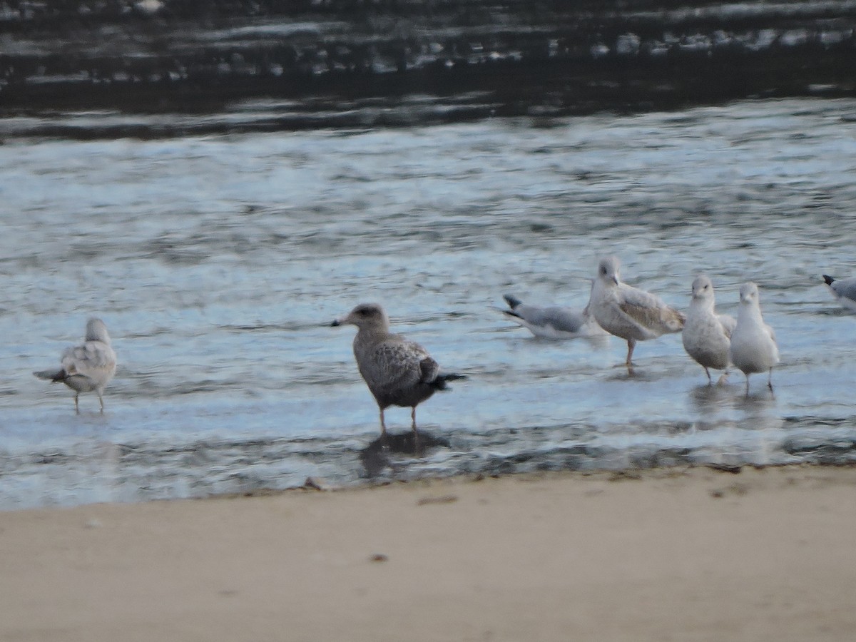 gull sp. - ML644865641