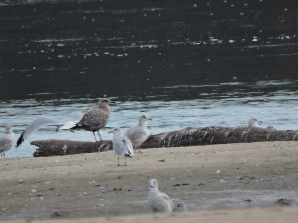 gull sp. - ML644865642