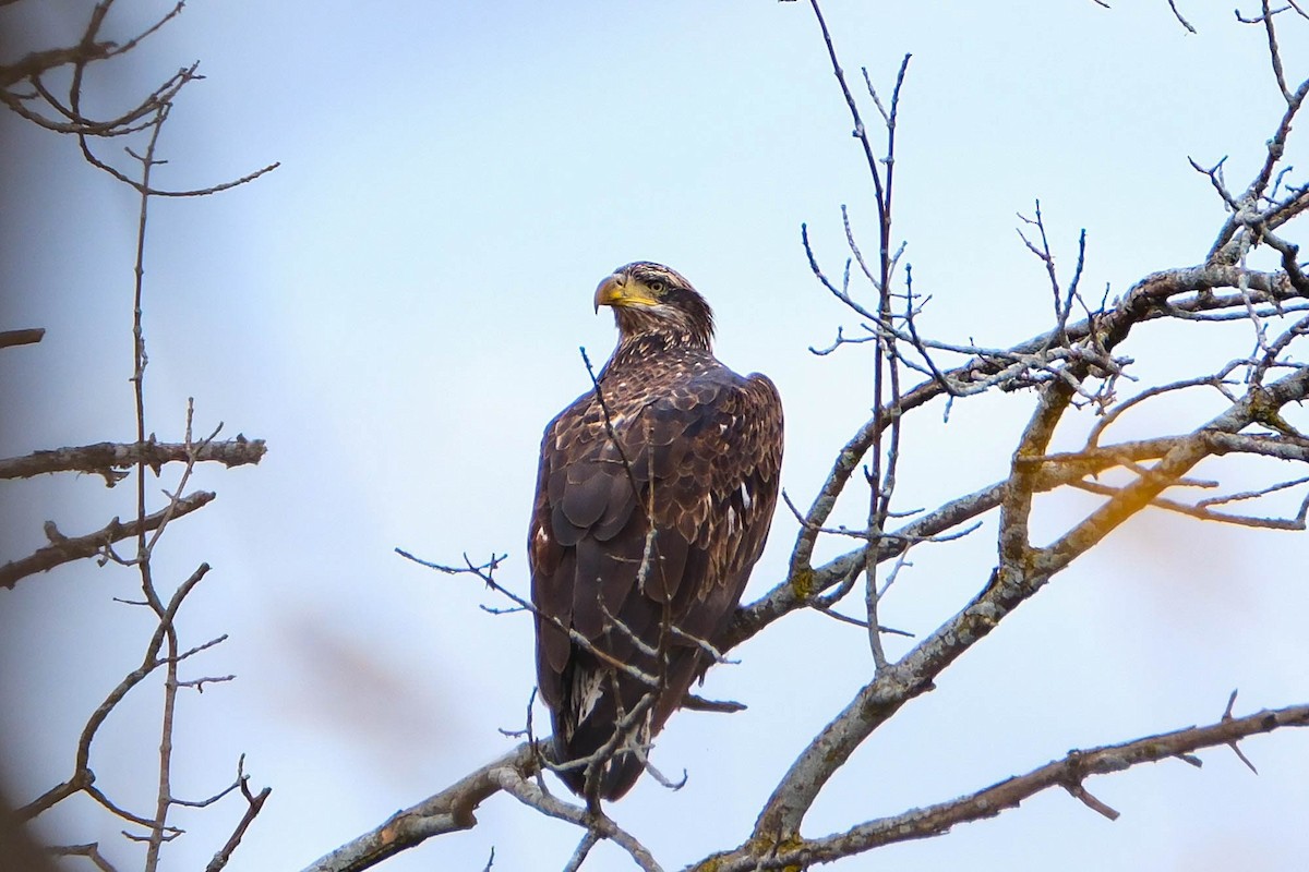 Bald Eagle - ML644865645