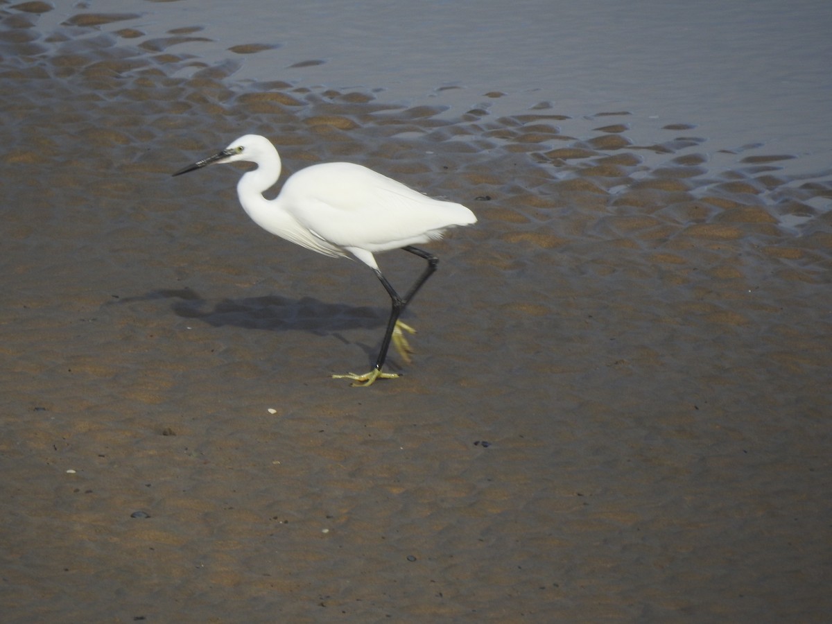 Seidenreiher - ML644865650