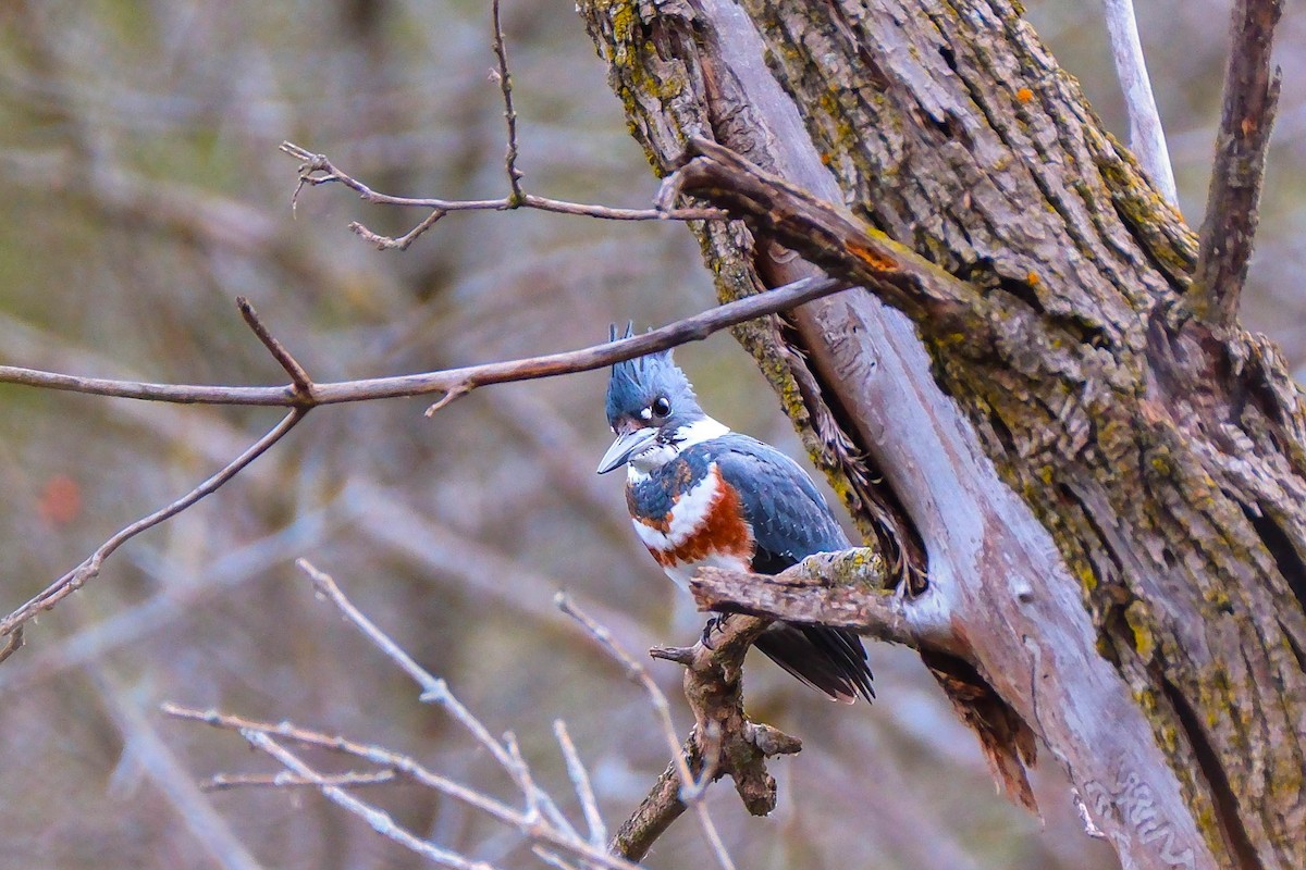 Martin handi iparramerikarra - ML644865651