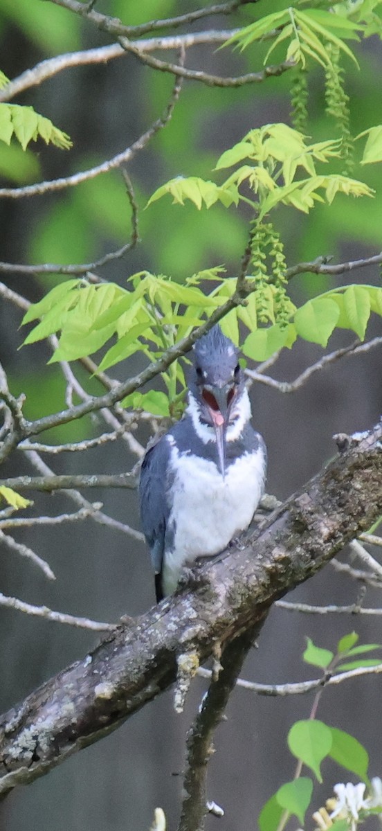 Martin handi iparramerikarra - ML644865664