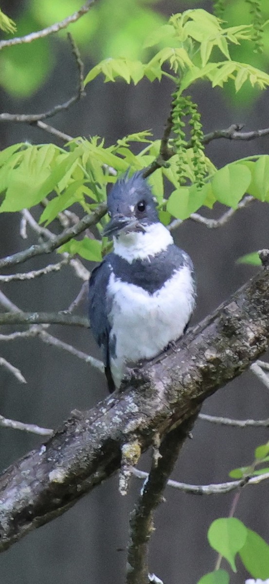 Martin handi iparramerikarra - ML644865665