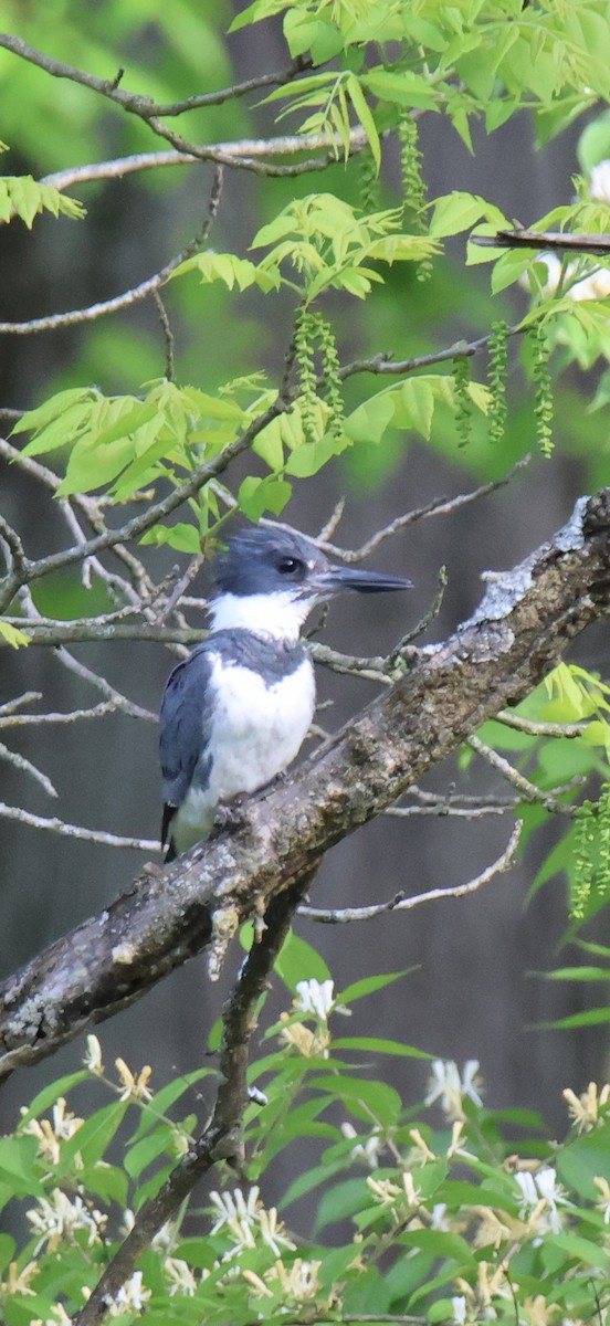 Martin handi iparramerikarra - ML644865666