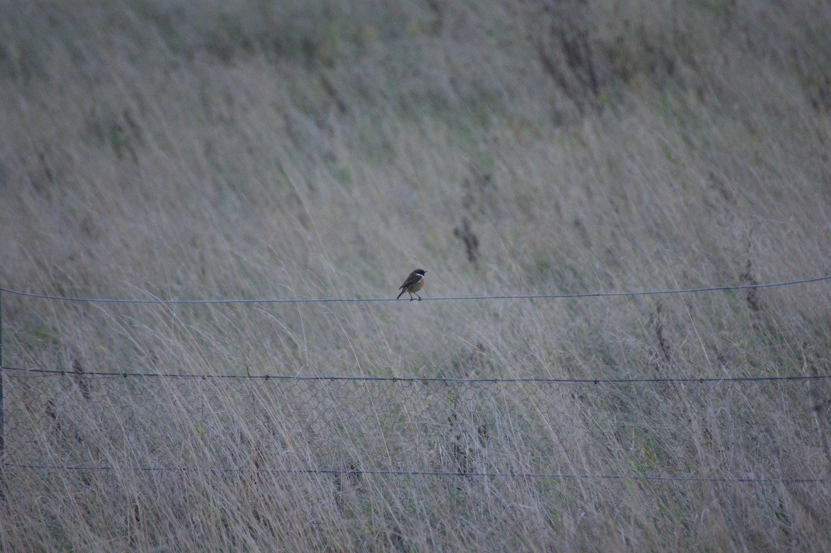 European Stonechat - ML644865682