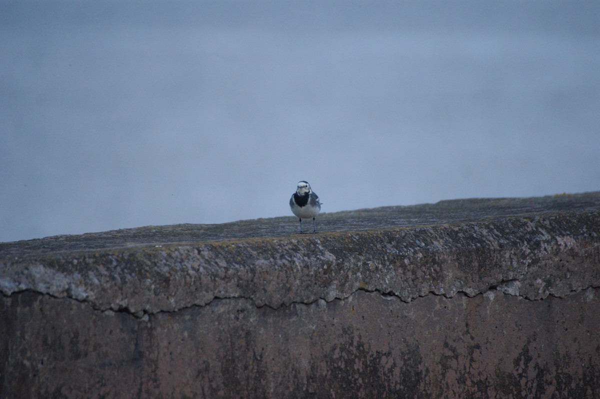 konipas bílý (ssp. yarrellii) - ML644865710