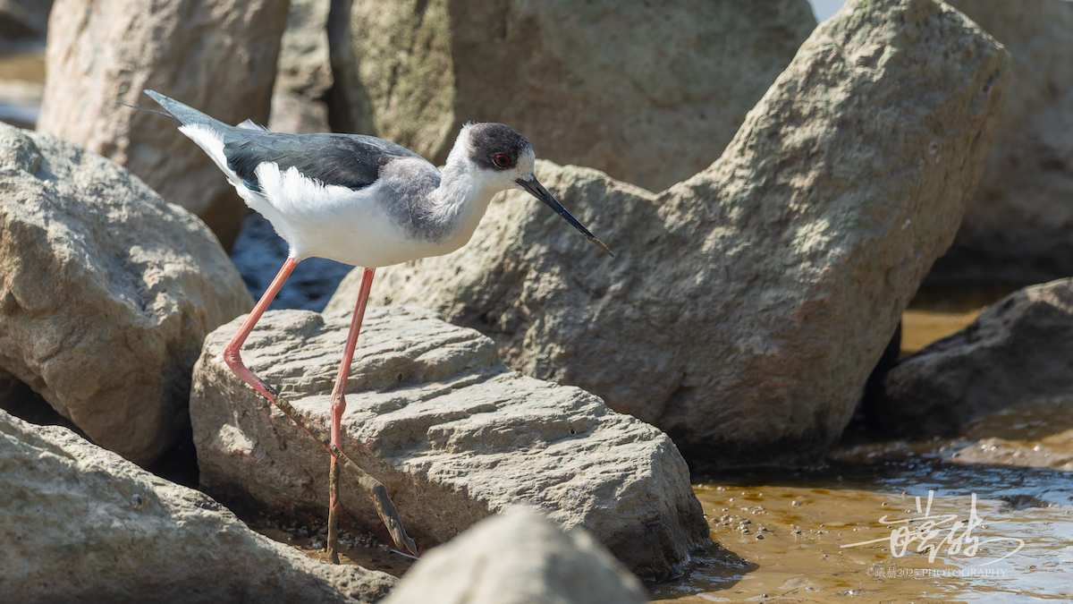 Zankaluze eurasiarra - ML644865713