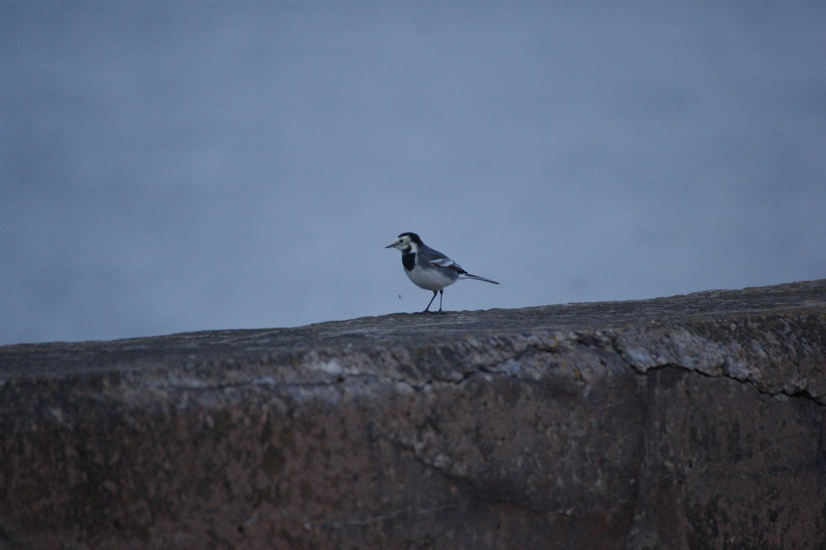 konipas bílý (ssp. yarrellii) - ML644865714