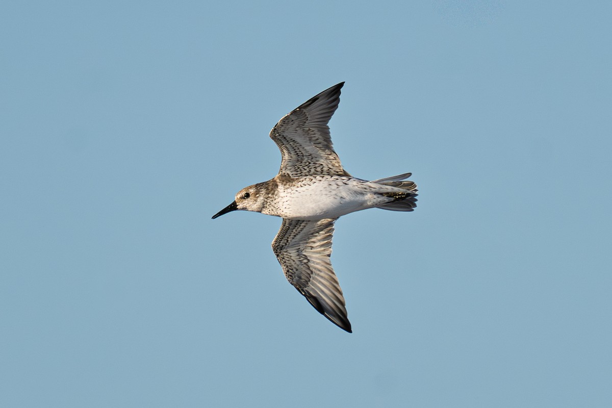 Red Knot - ML644865724