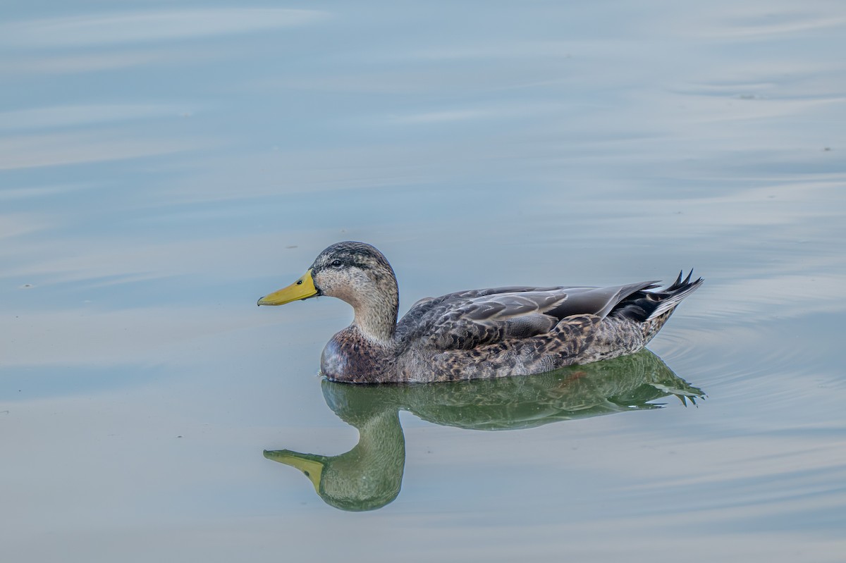 duck sp. - ML644865730