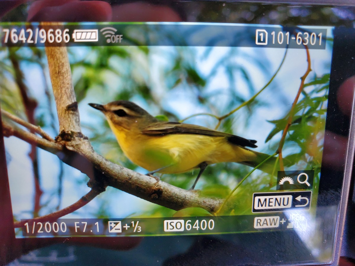 Philadelphia Vireo - ML644865732