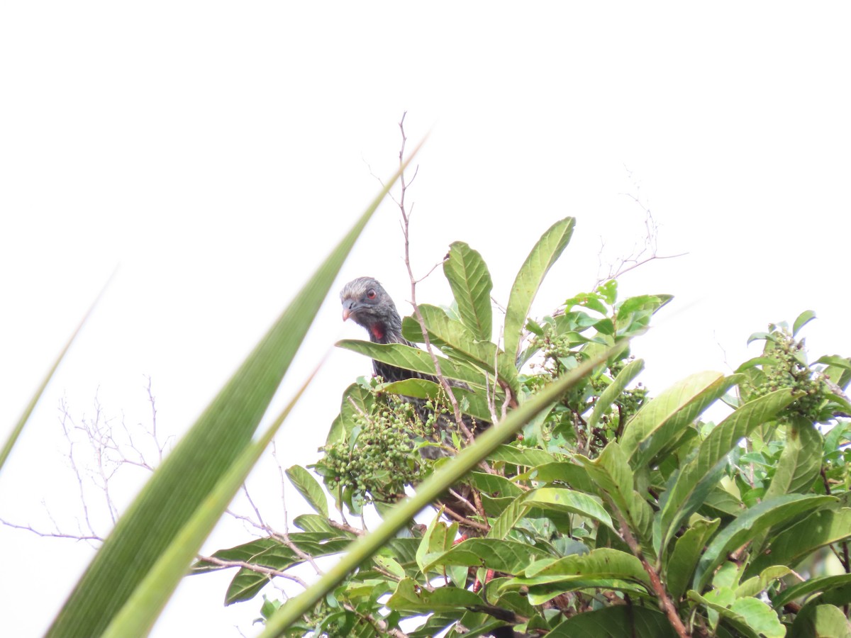 Пенелопа андська - ML644865735