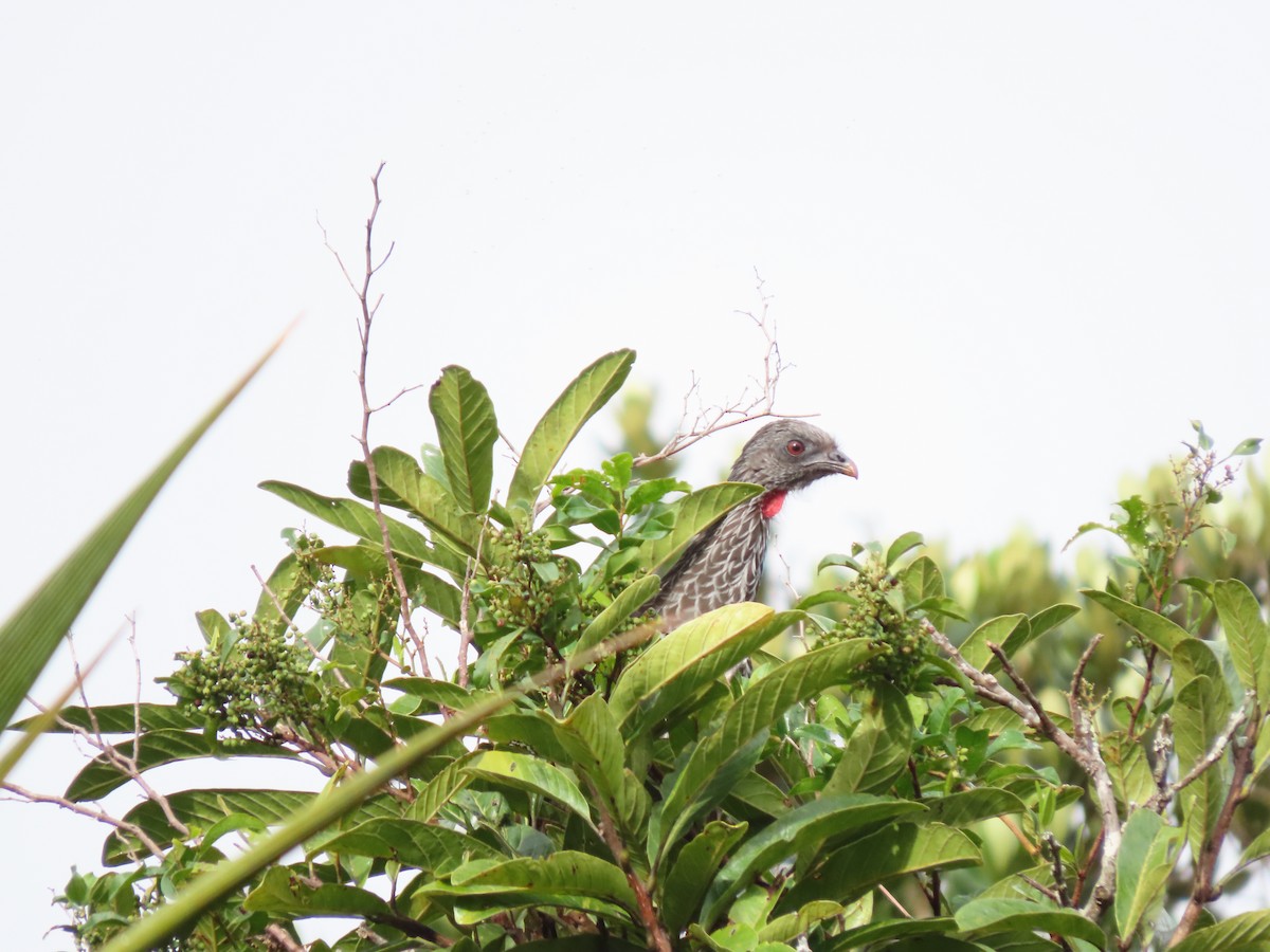 Пенелопа андська - ML644865736