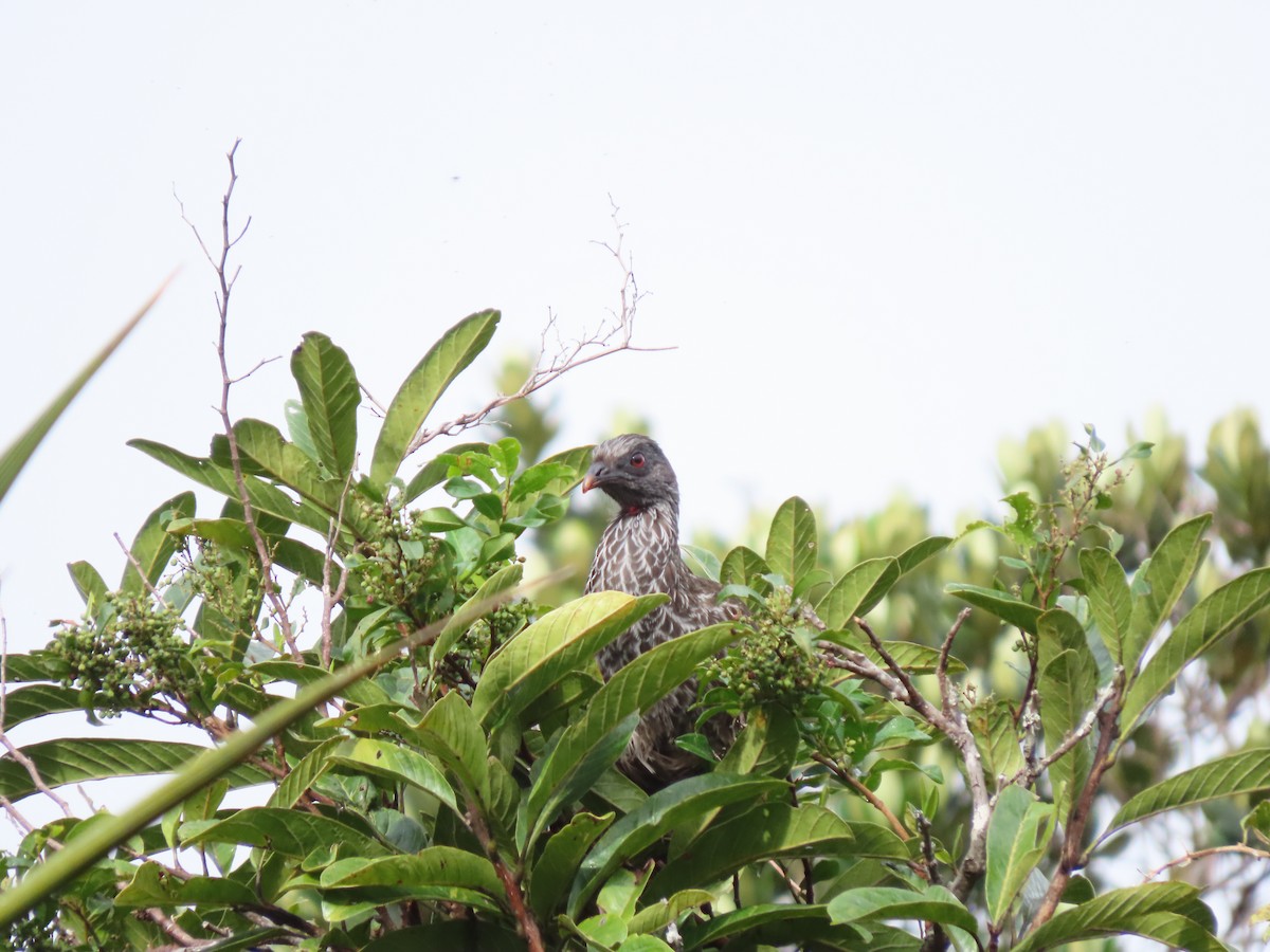 Пенелопа андська - ML644865737