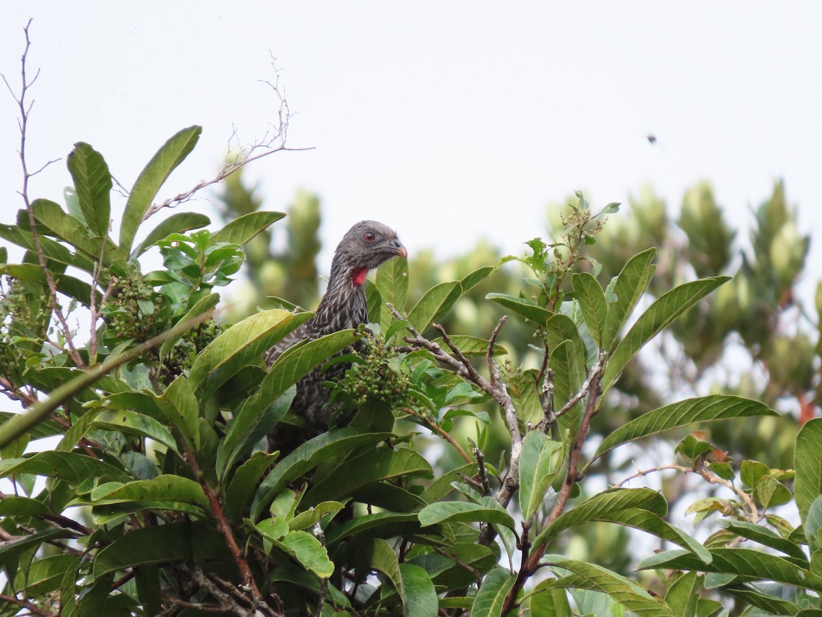 Пенелопа андська - ML644865738