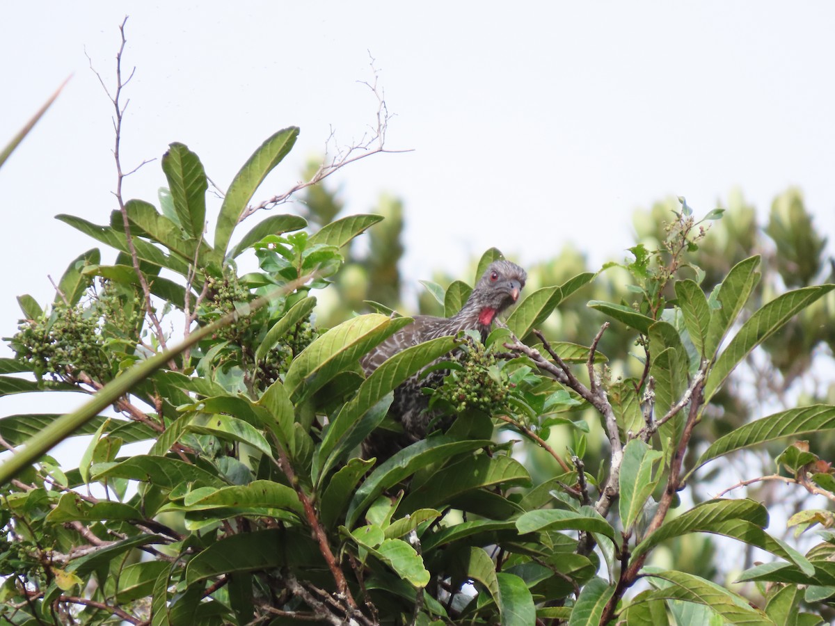 Пенелопа андська - ML644865739