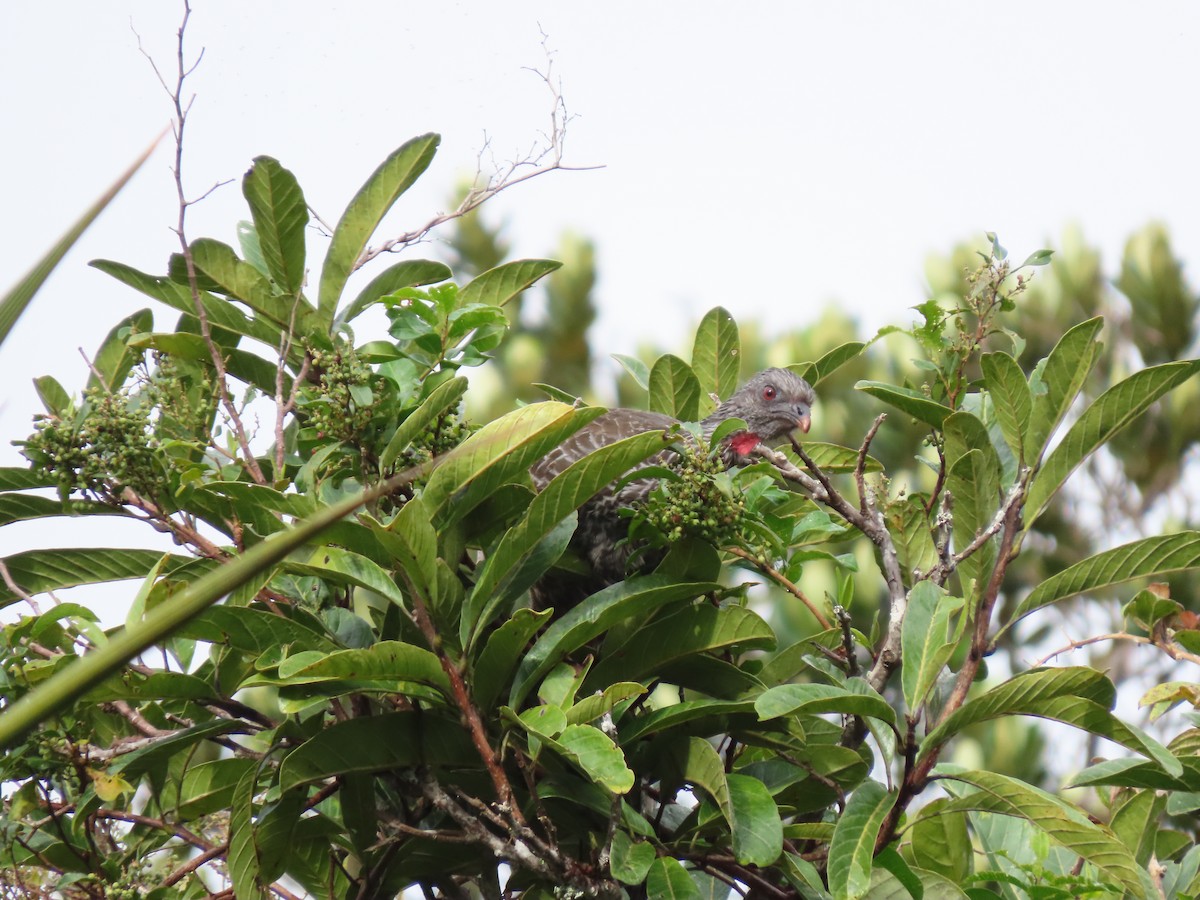 Пенелопа андська - ML644865740