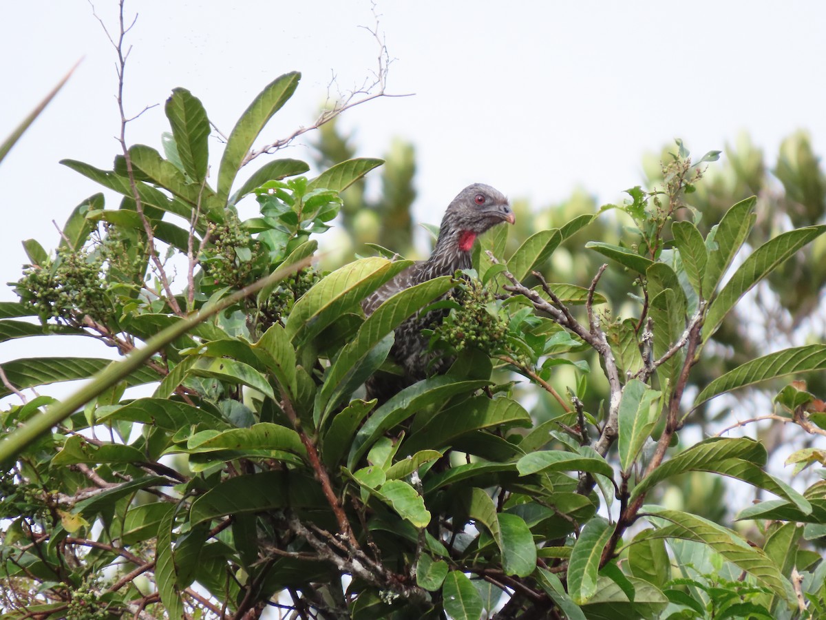 Пенелопа андська - ML644865741