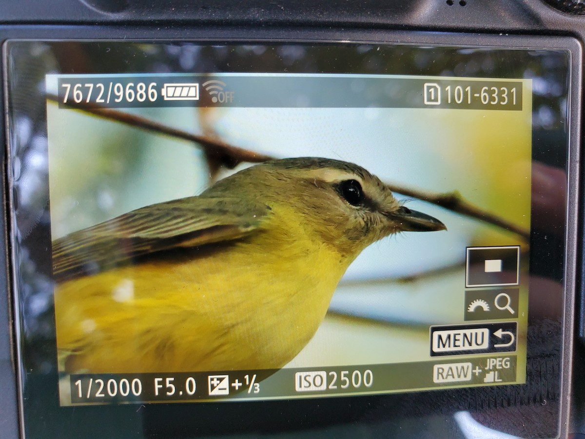 Philadelphia Vireo - ML644865745