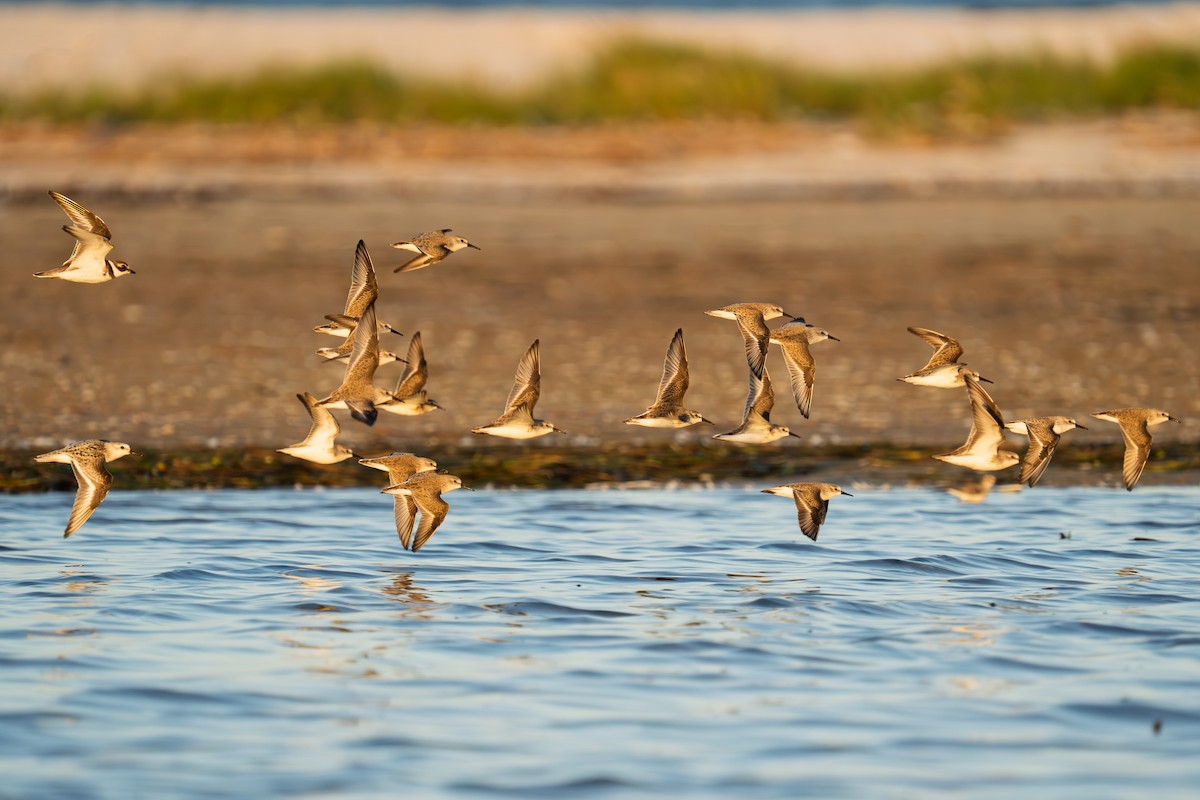 Red Knot - ML644865746