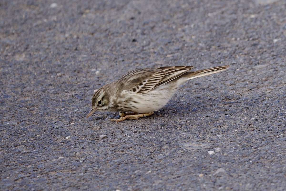 Berthelot's Pipit - ML644865747