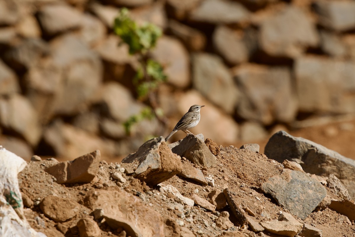 Berthelot's Pipit - ML644865749