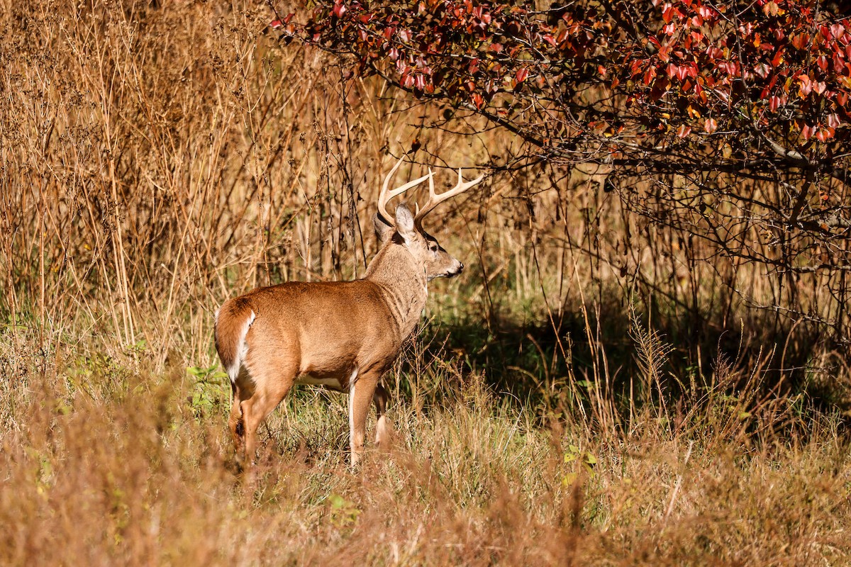 White-tailed Deer - ML644865753