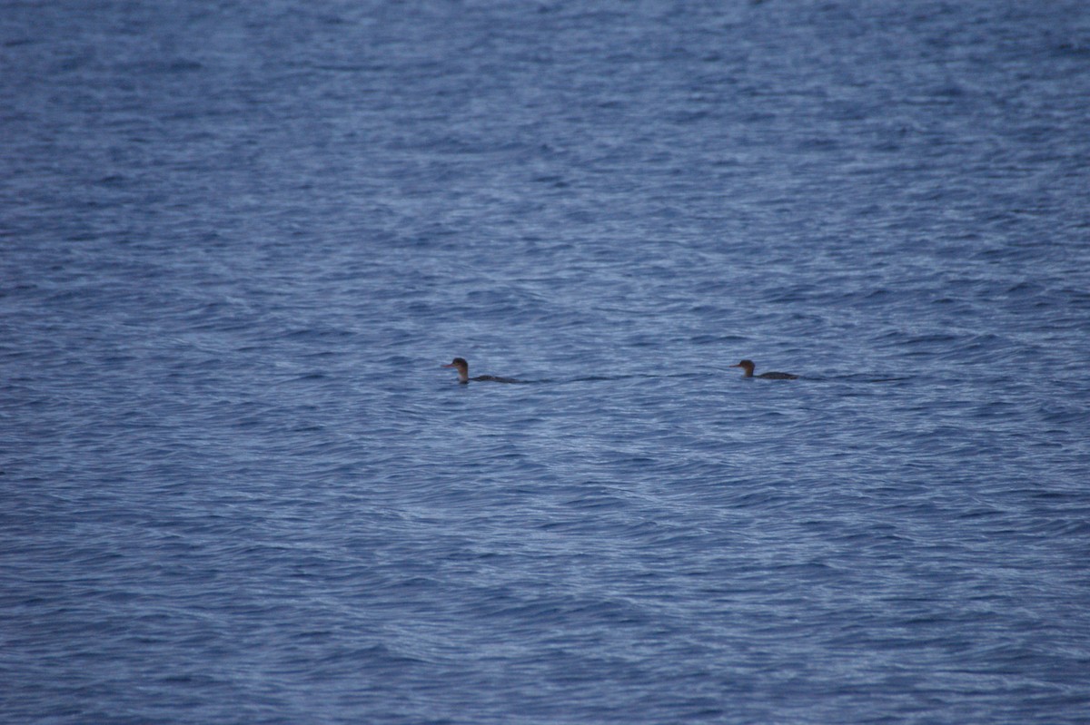 ウミアイサ - ML644865755