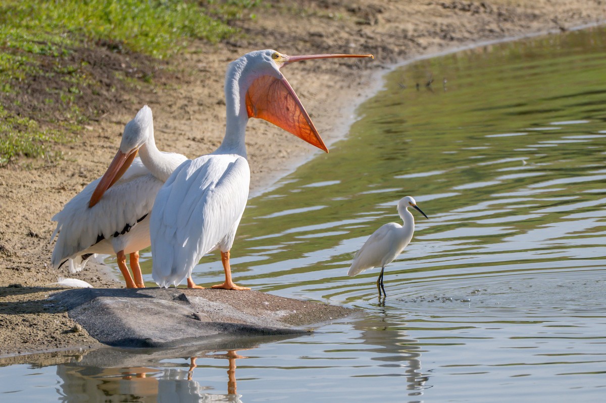 American White Pelican - ML644865759